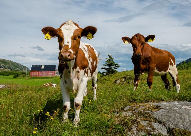 Foto av to kyr som ser mot fotografen